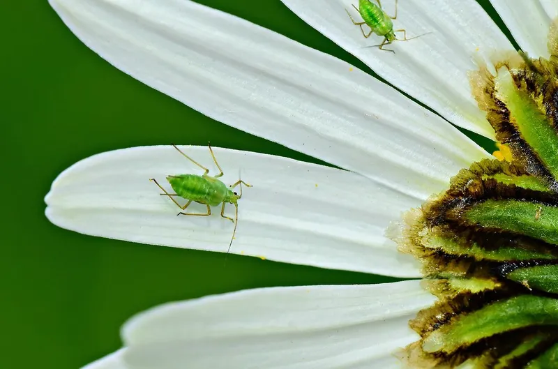 Insektycydy - czym są środki owadobójcze i jak je stosować?