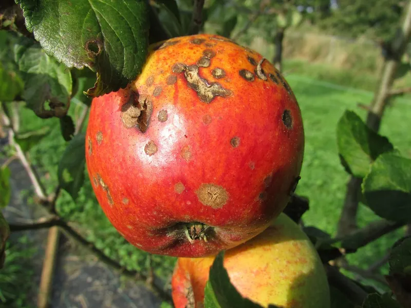 Jabłko zjedzone przez szkodniki uprawy