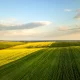 pole rzepaku gdzie stosuje się Strobe 250 SC