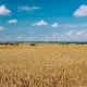 chwasty jednoliścienne na polach uprawnych